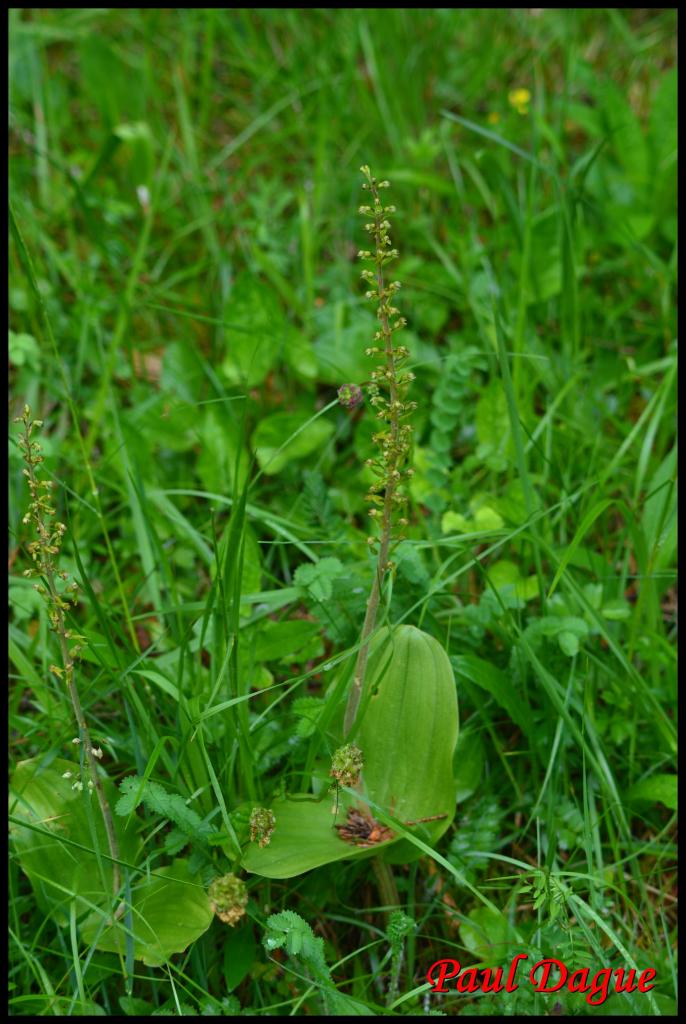 listère à feuilles ovales-listera ovata-orchidacée