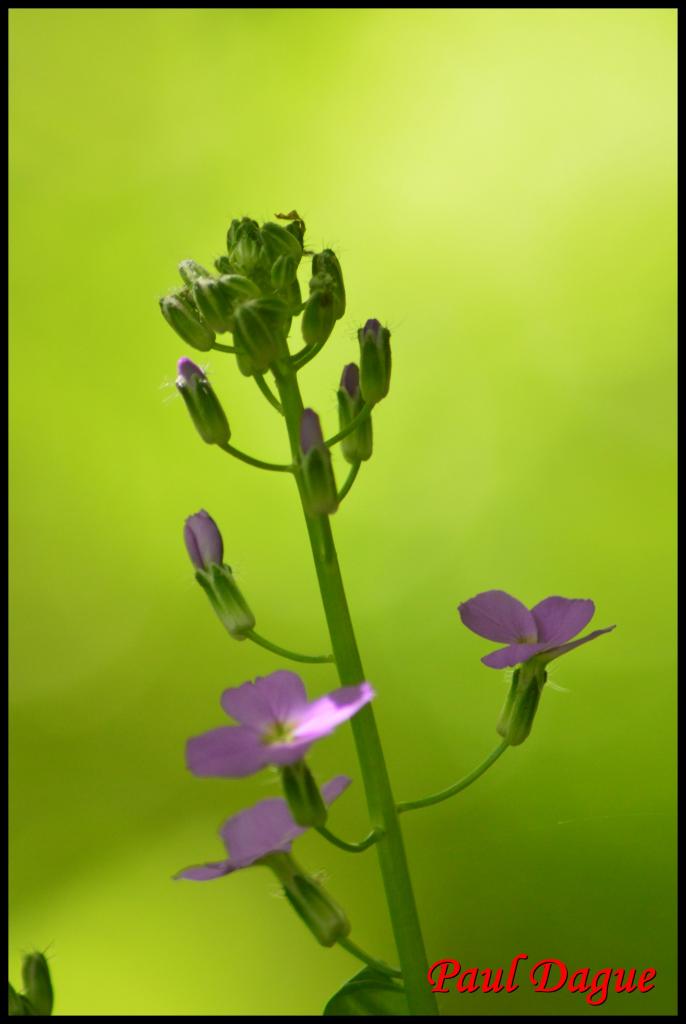 julienne des dames-hesperis matronalis-brassicacée