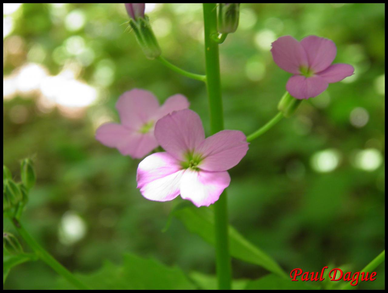 julienne des dames-hesperis matronalis-brassicacée