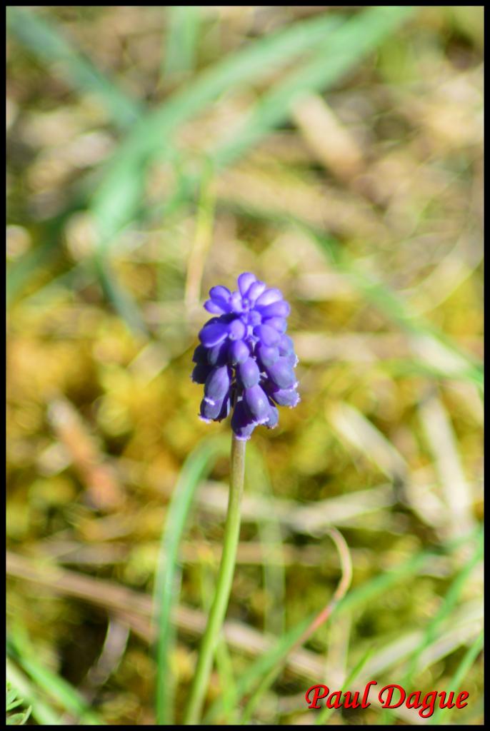 petit muscari-muscari botryoides-hyacinthacée