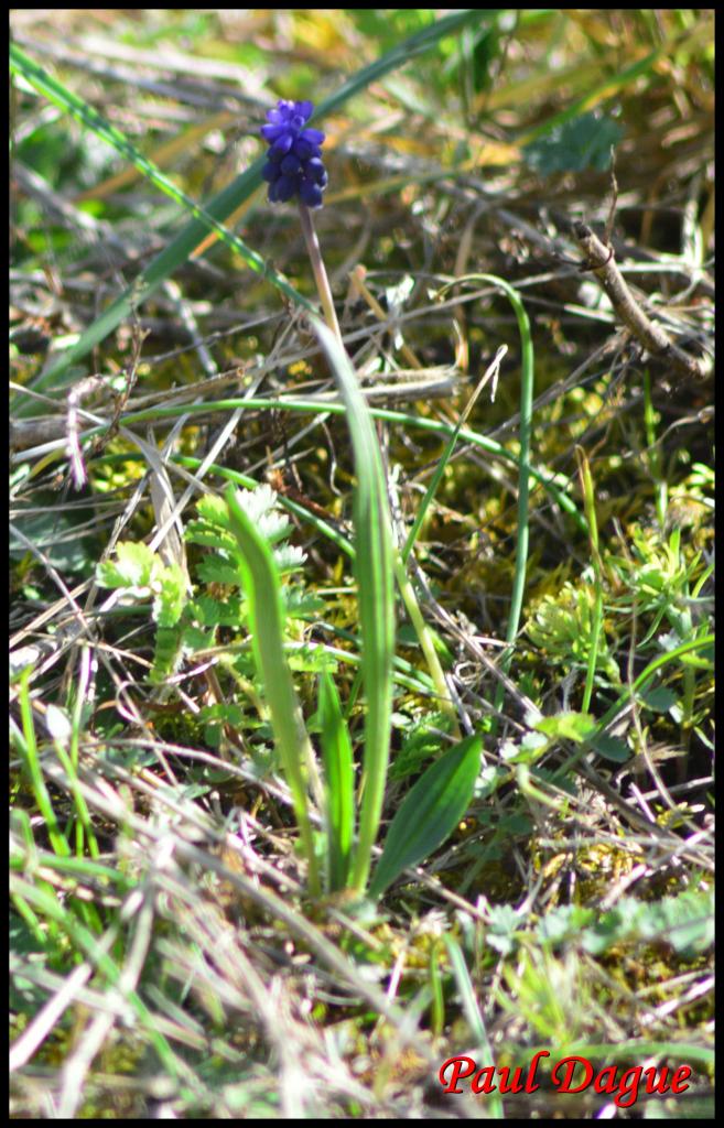 petit muscari-muscari botryoides-hyacinthacée