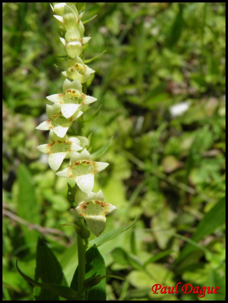 digitale jaune-digitalis lutea-scrophulariacée