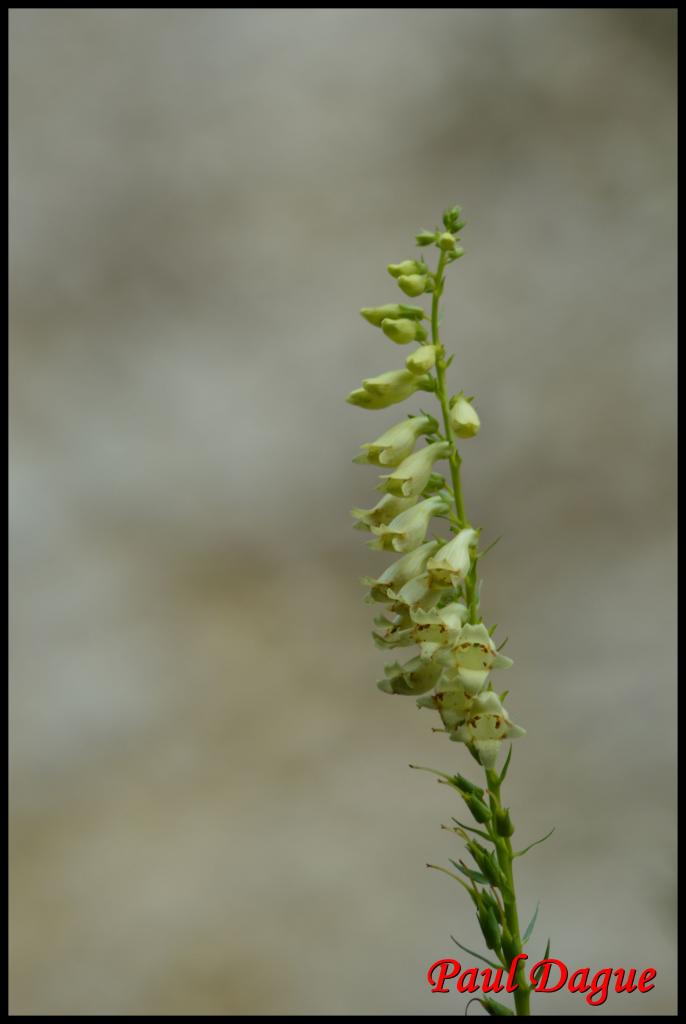 digitale jaune-digitalis lutea-scrophulariacée