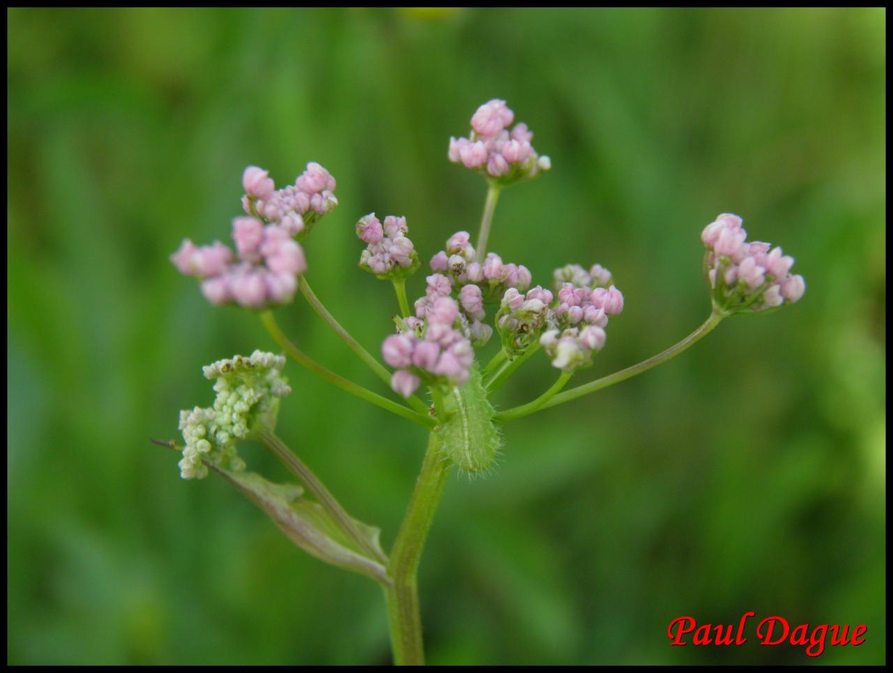 grand boucage-pimpinella major-apiacée