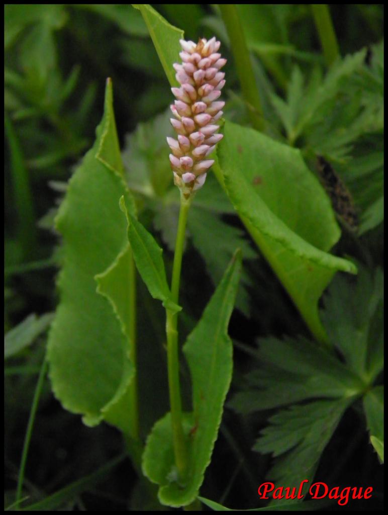 serpentaire-polygonum bistorta-polygonacée