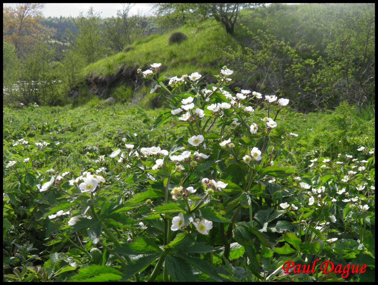 renoncule à feuilles d'aconit-ranunculus aconitifolius-ranunculacée