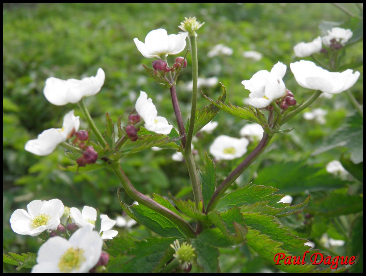 renoncule à feuilles d'aconit-ranunculus aconitifolius-ranunculacée