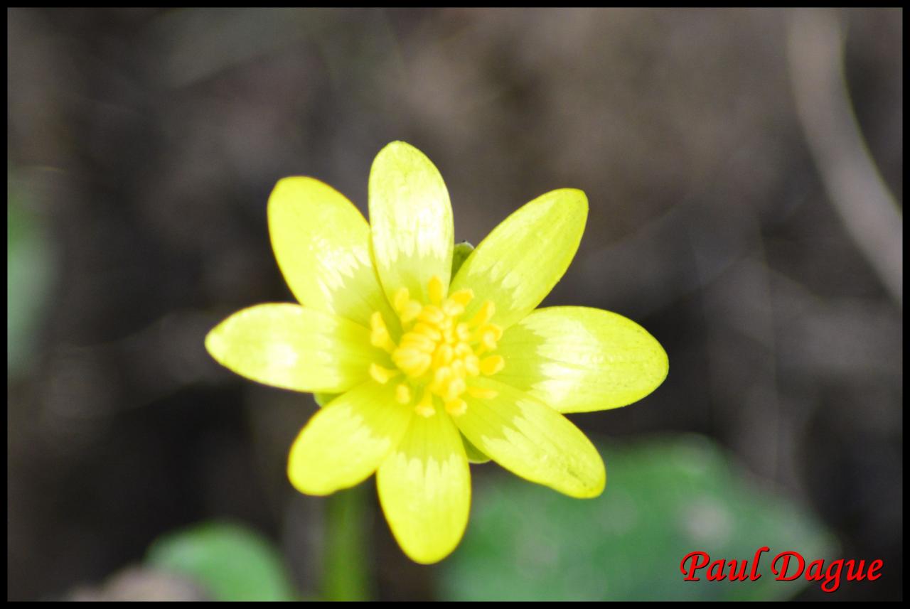 renoncule ficaire-ranunculus ficaria-ranunculacée