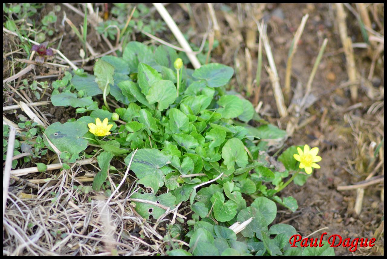 renoncule ficaire-ranunculus ficaria-ranunculacée