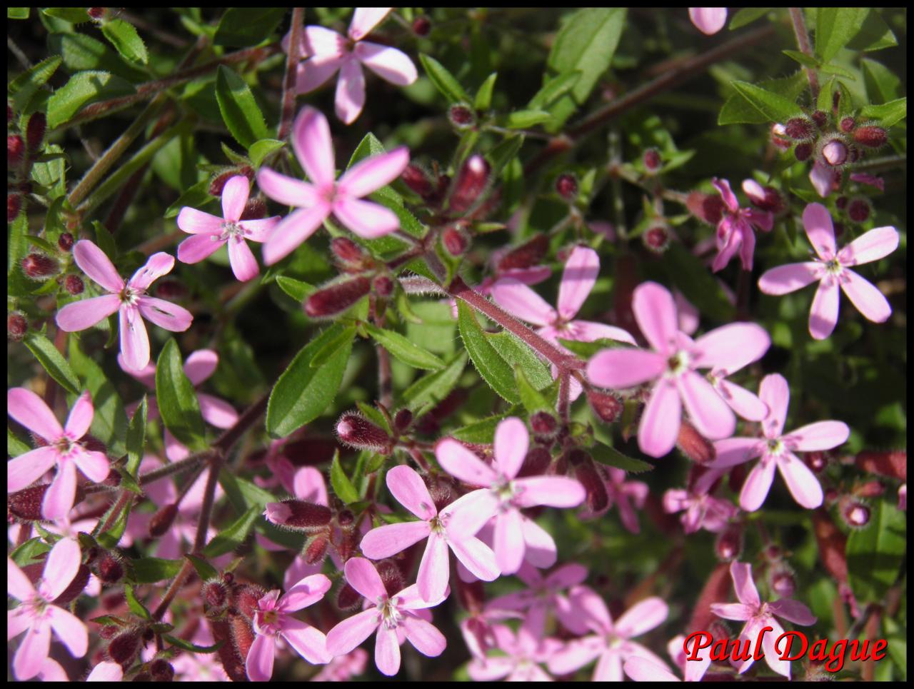 saponaire faux basilic-saponaria ocymoides-caryophyllacée