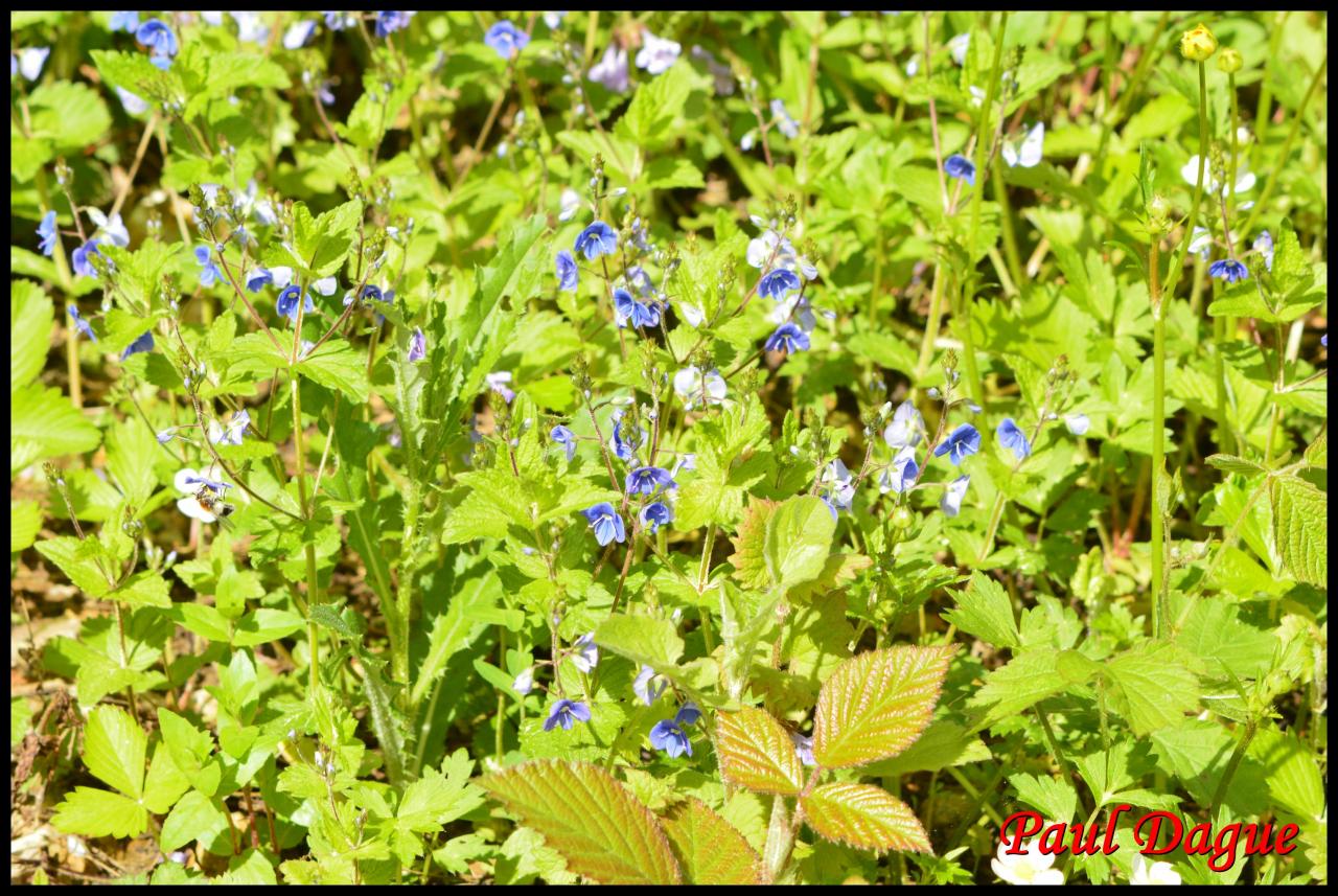 véronique petit chêne-veronica chamaedrys-scrophulariacée