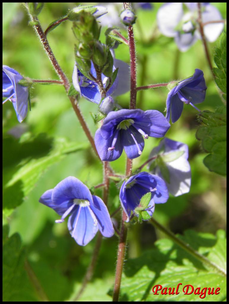 véronique petit chêne-veronica chamaedrys-scrophulariacée