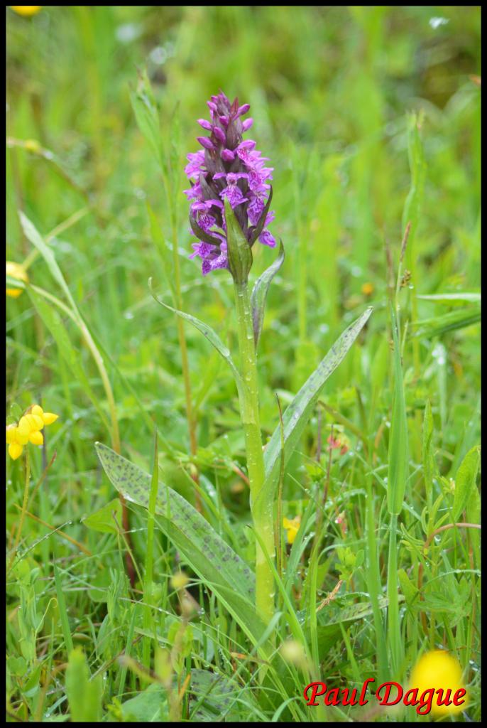 orchis à feuilles larges-dactylorhiza majalis-orchidacée