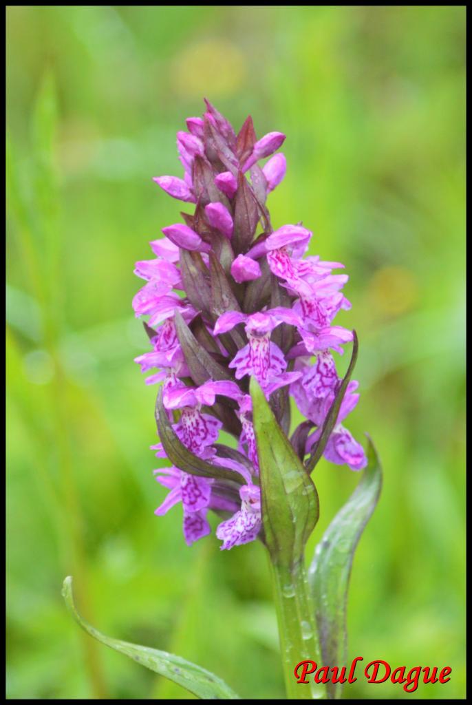 orchis à feuilles larges-dactylorhiza majalis-orchidacée