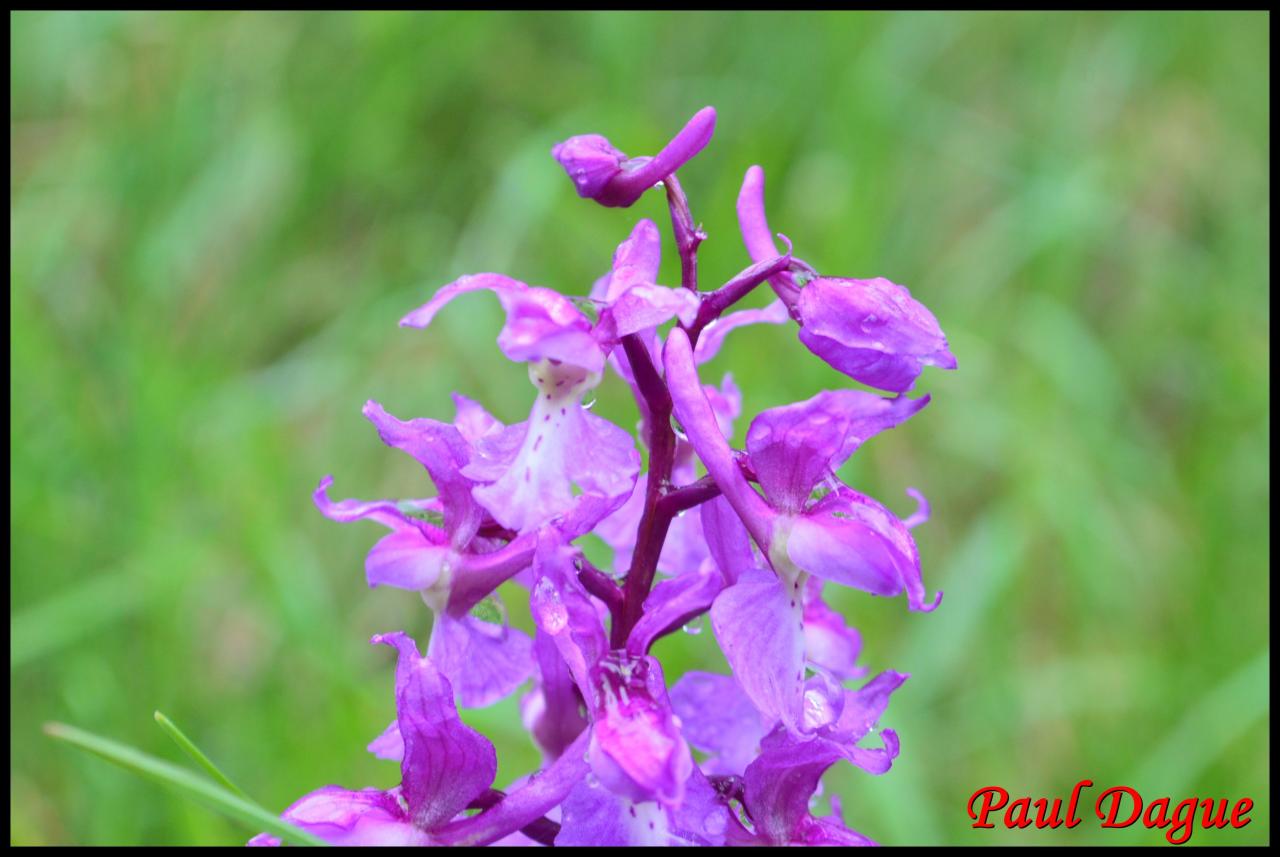 orchis mâle-orchis mascula-orchidacée