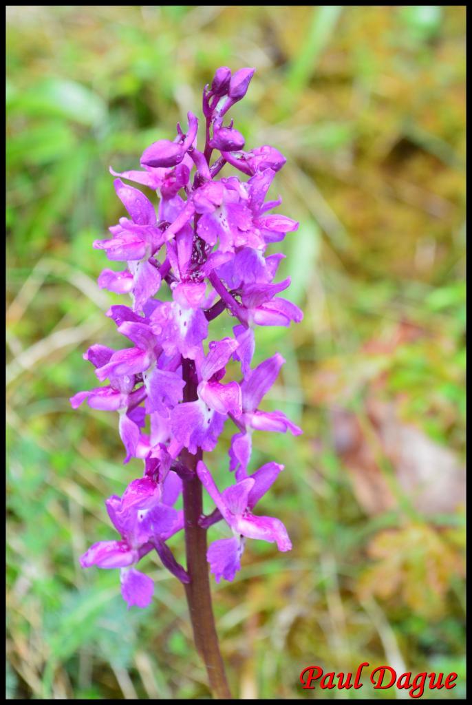 orchis mâle-orchis mascula-orchidacée