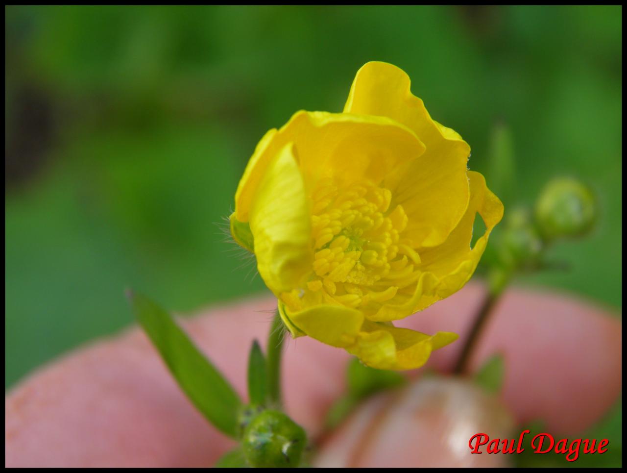 bouton d'or-ranunculus acris-ranunculacée