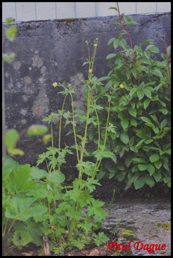 bouton d'or-ranunculus acris-ranunculacée