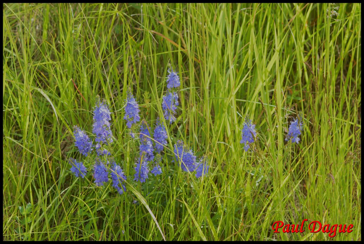 véronique germandrée-veronica austriaca-scrophulariacée