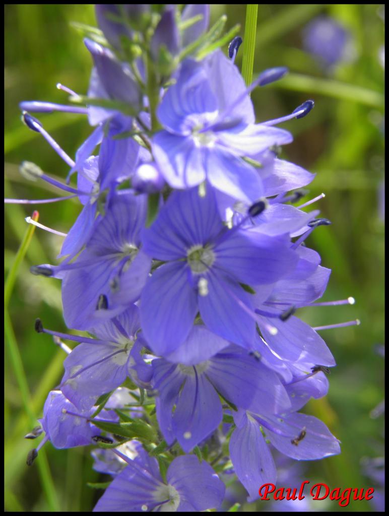 véronique germandrée-veronica austriaca-scrophulariacée