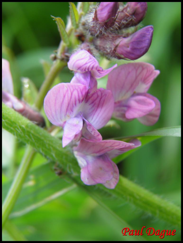 vesce des haies-vicia sepium-fabacée