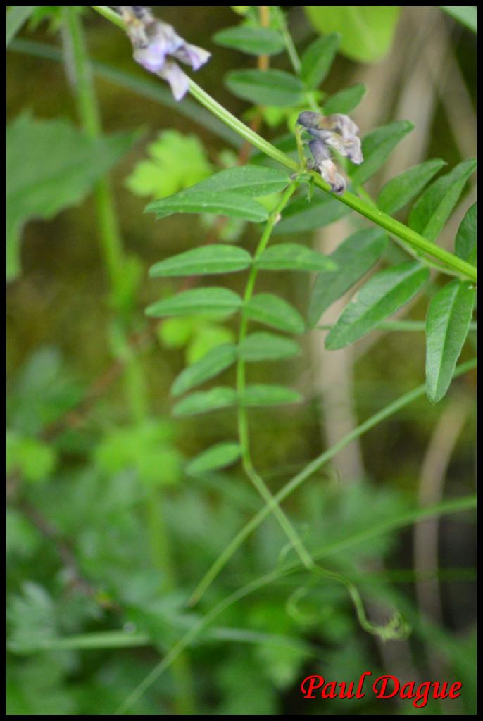 vesce des haies-vicia sepium-fabacée