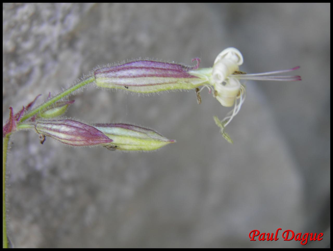 silène penché-silene nutans-caryophyllacée