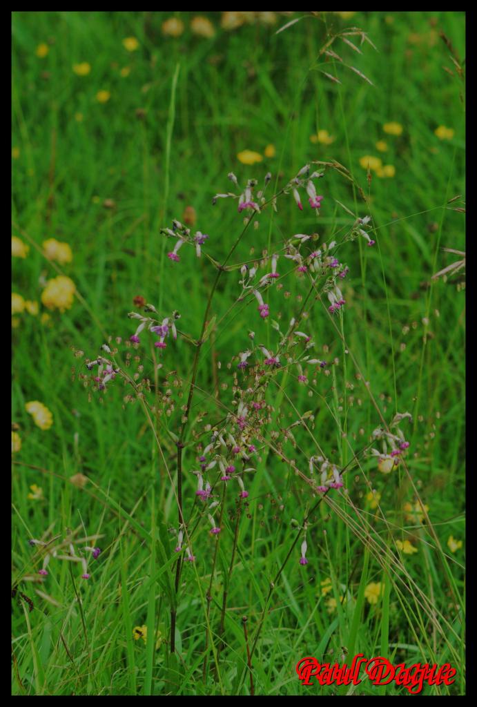 silène penché-silene nutans-caryophyllacée