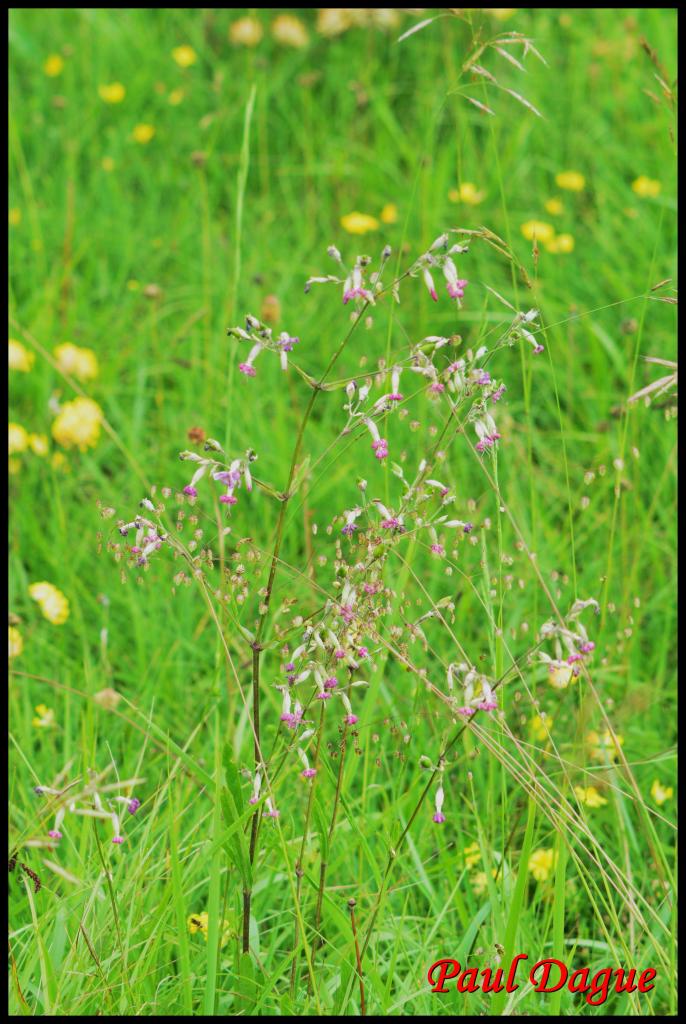 silène penché-silene nutans-caryophyllacée