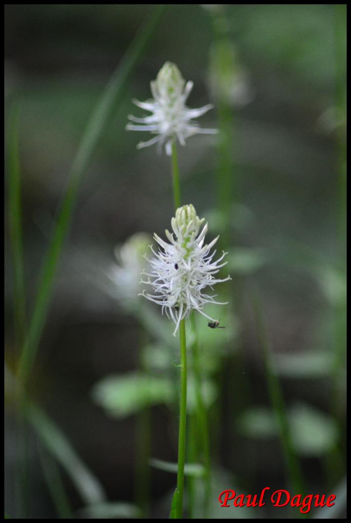 raiponce en épi-phyteuma spicatum-campanulacée