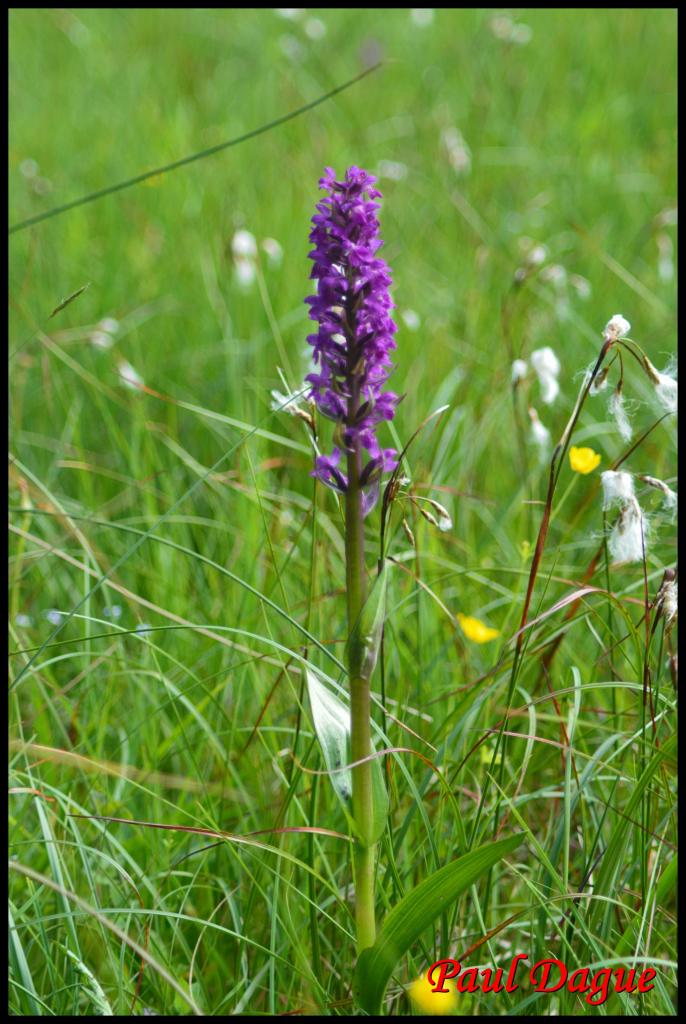 ophrys incarna-dactylorhyza incarnata-orchidacée