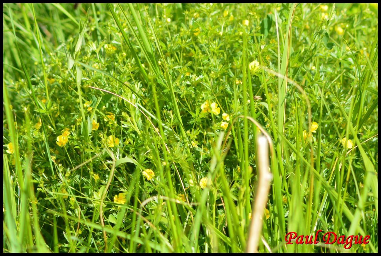 potentille tormentille-potentilla erecta-rosacée