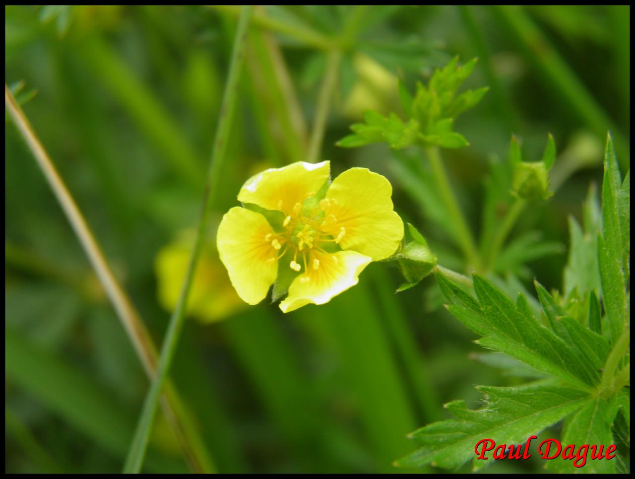 potentille tormentille-potentilla erecta-rosacée