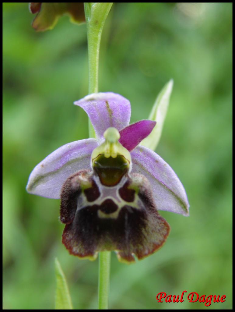 ophrys bourdon-ophrys fuciflora-orchidacée