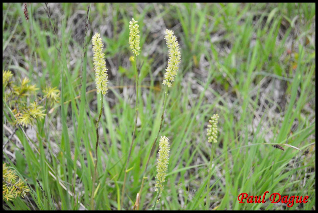 tofieldie à calicule-tofieldia calyculata-melanthiacée (2)