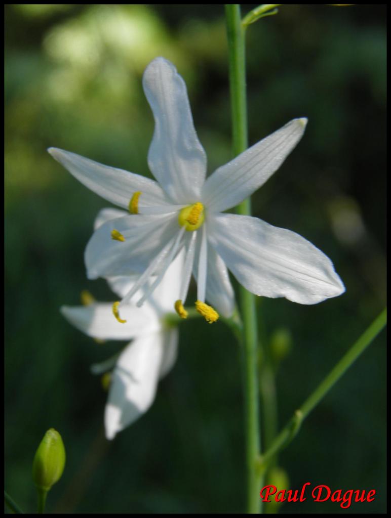 anthéric à fleurs de lis-anthericum liliago-anthéricacée