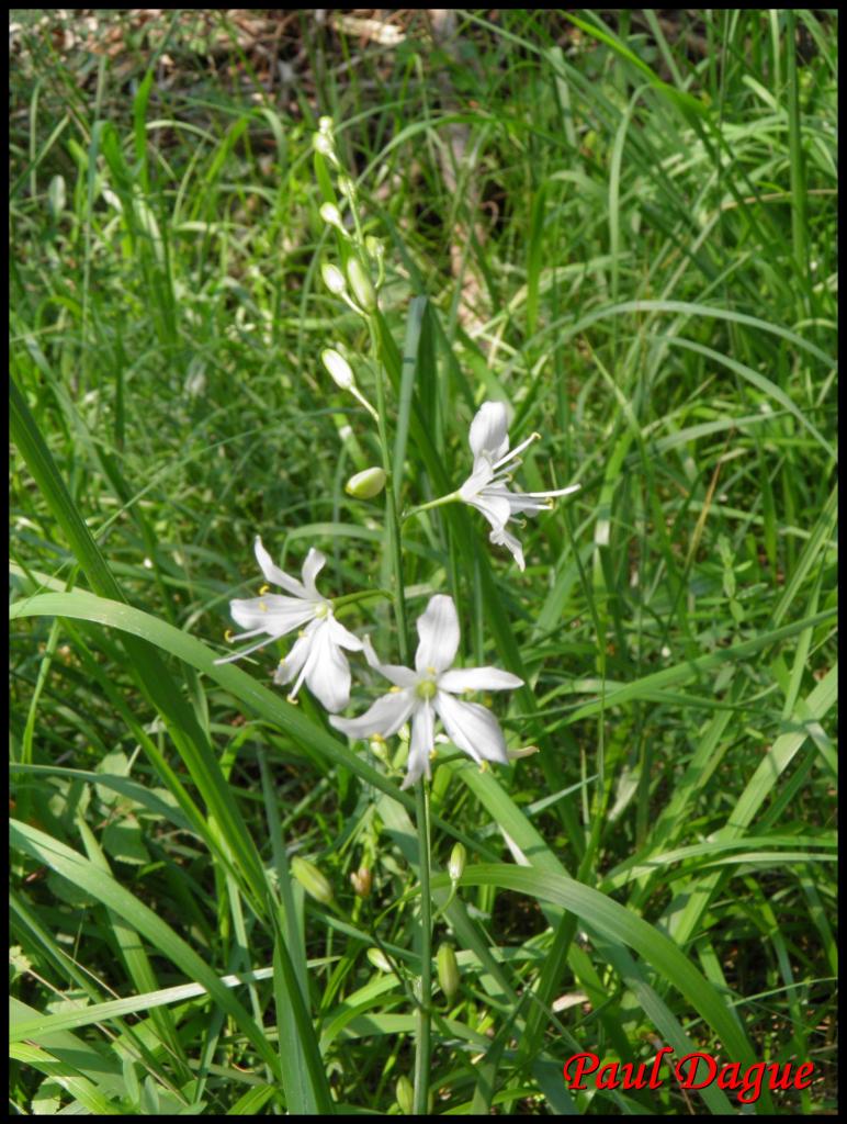 anthéric à fleurs de lis-anthericum liliago-anthéricacée