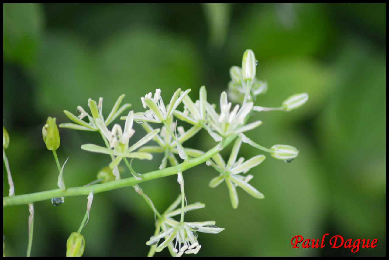 ornithogale des Pyrénées-ornithogalum pyrenaicum-hyacinthacée