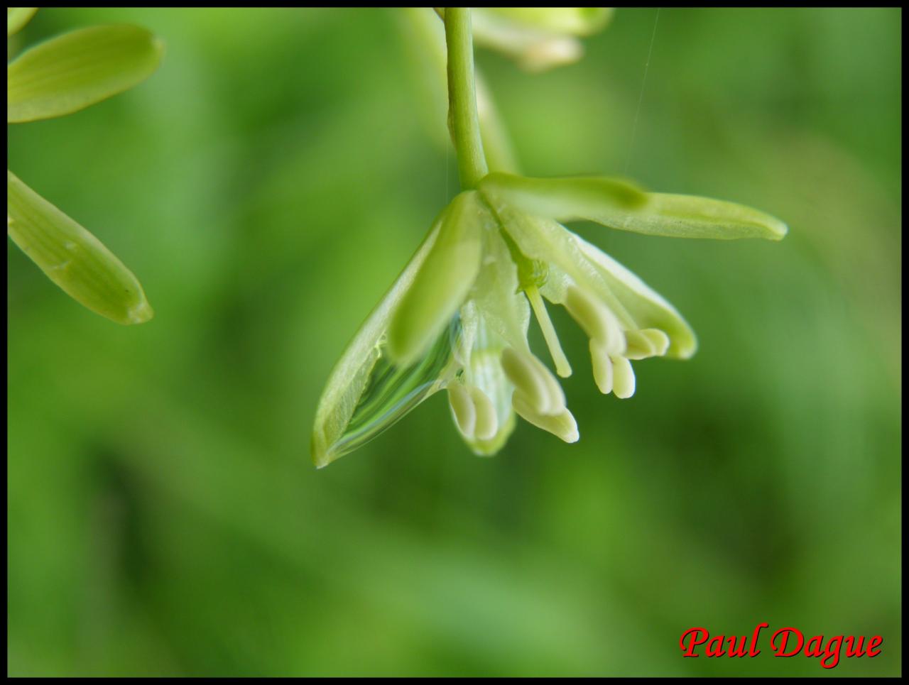 ornithogale des Pyrénées-ornithogalum pyrenaicum-hyacinthacée