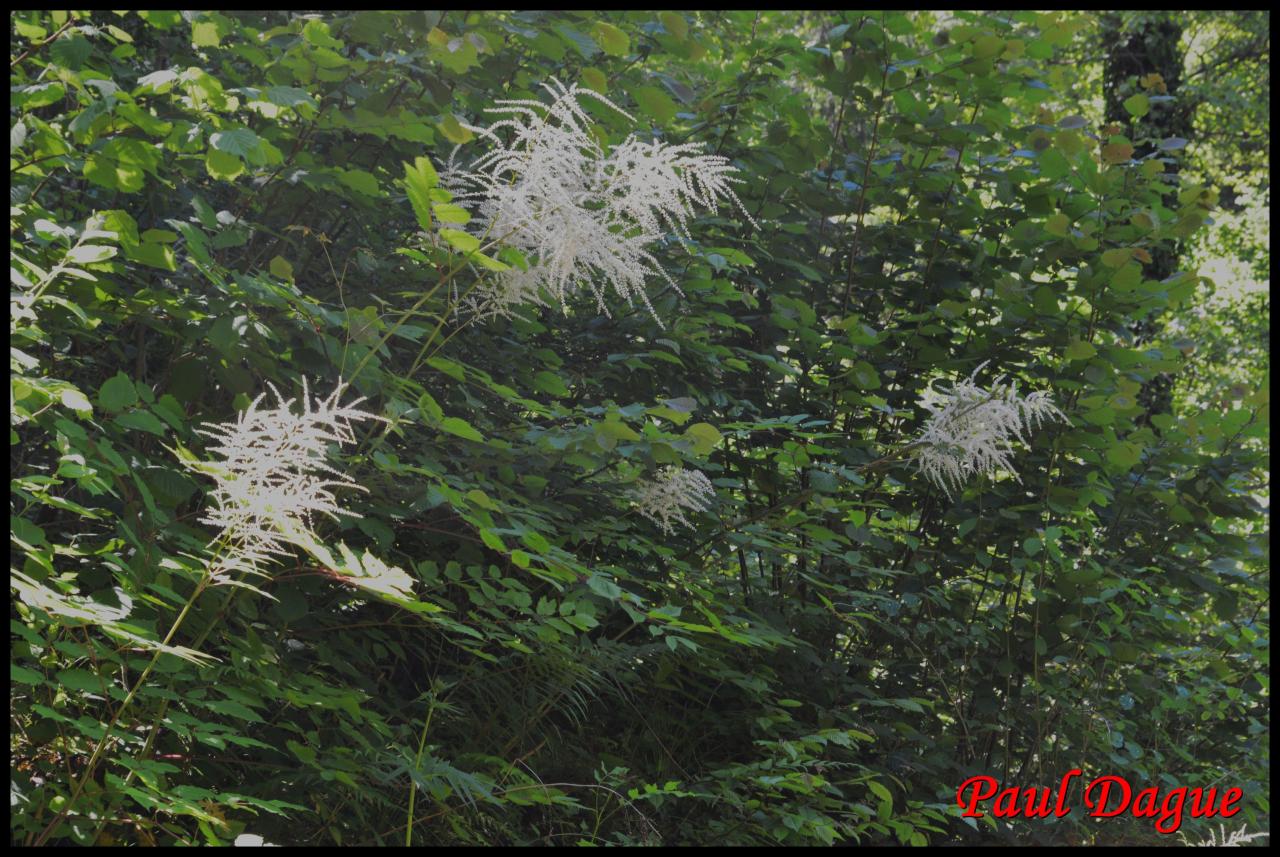 reine des bois-aruncus dioicus-rosacée