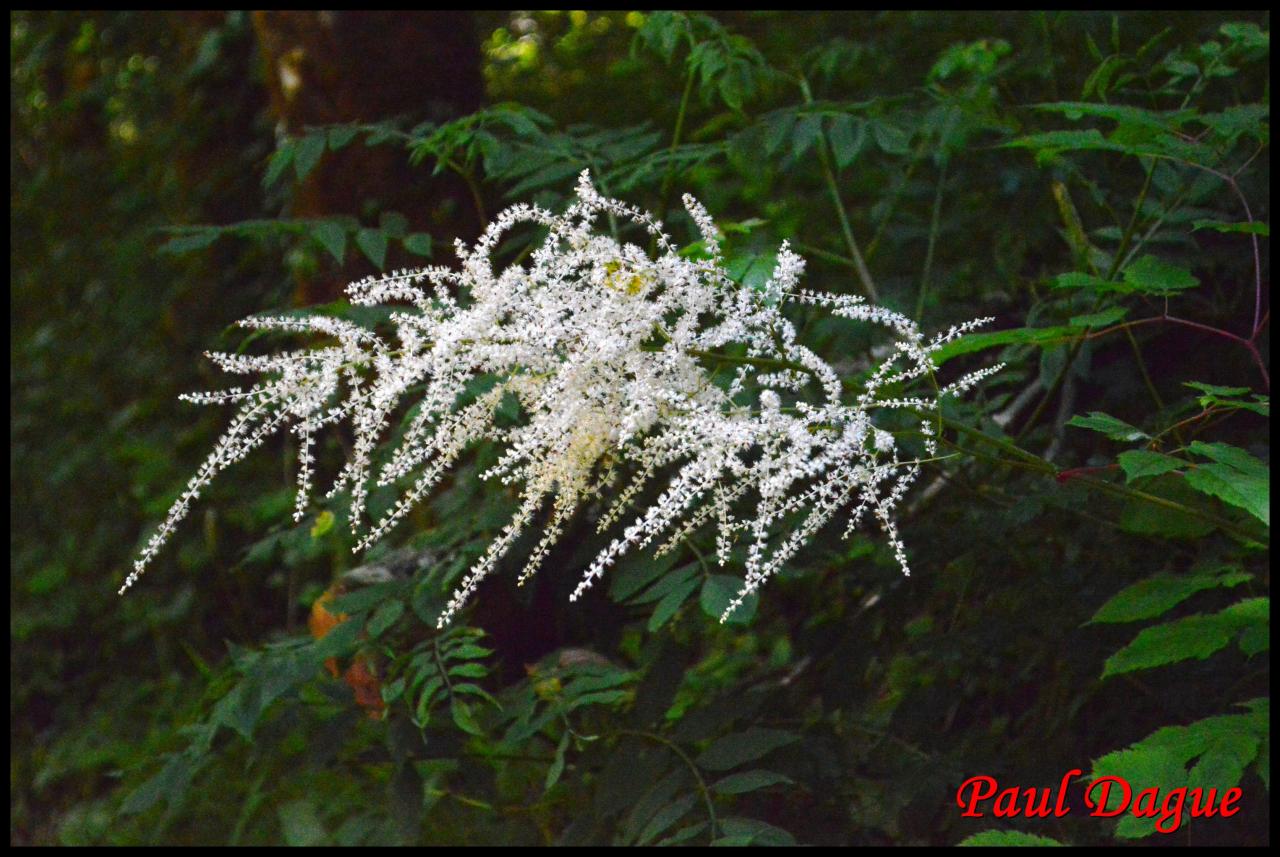 reine des bois-aruncus dioicus-rosacée