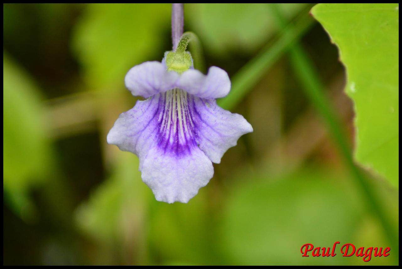 grassette à grandes fleurs-pinguicula grandiflora-lentibulariacée