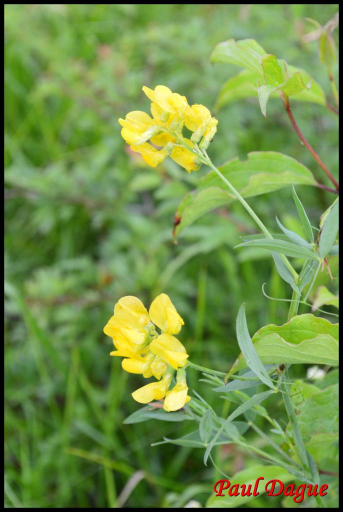 gesse des prés -lathyrus pratensis-fabacée