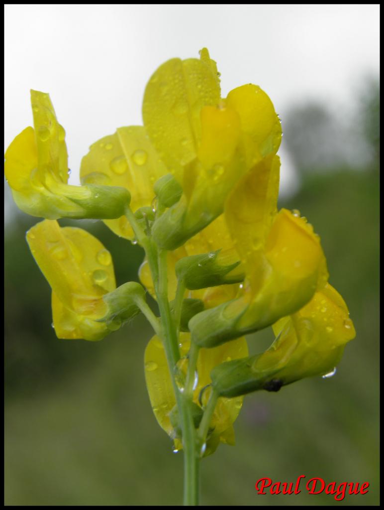 gesse des prés -lathyrus pratensis-fabacée