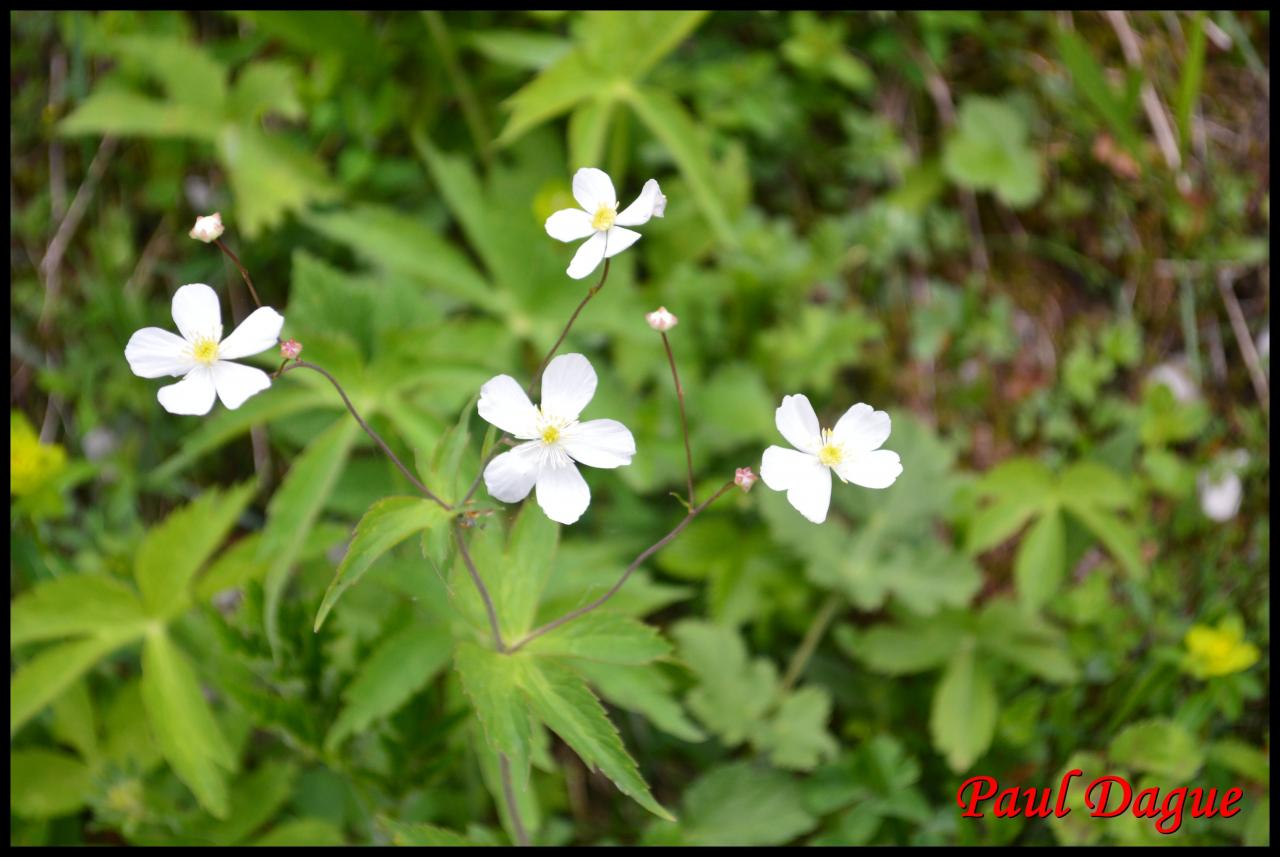 renoncule à feuilles de platane-ranunculus platanifolius-ranunculacée