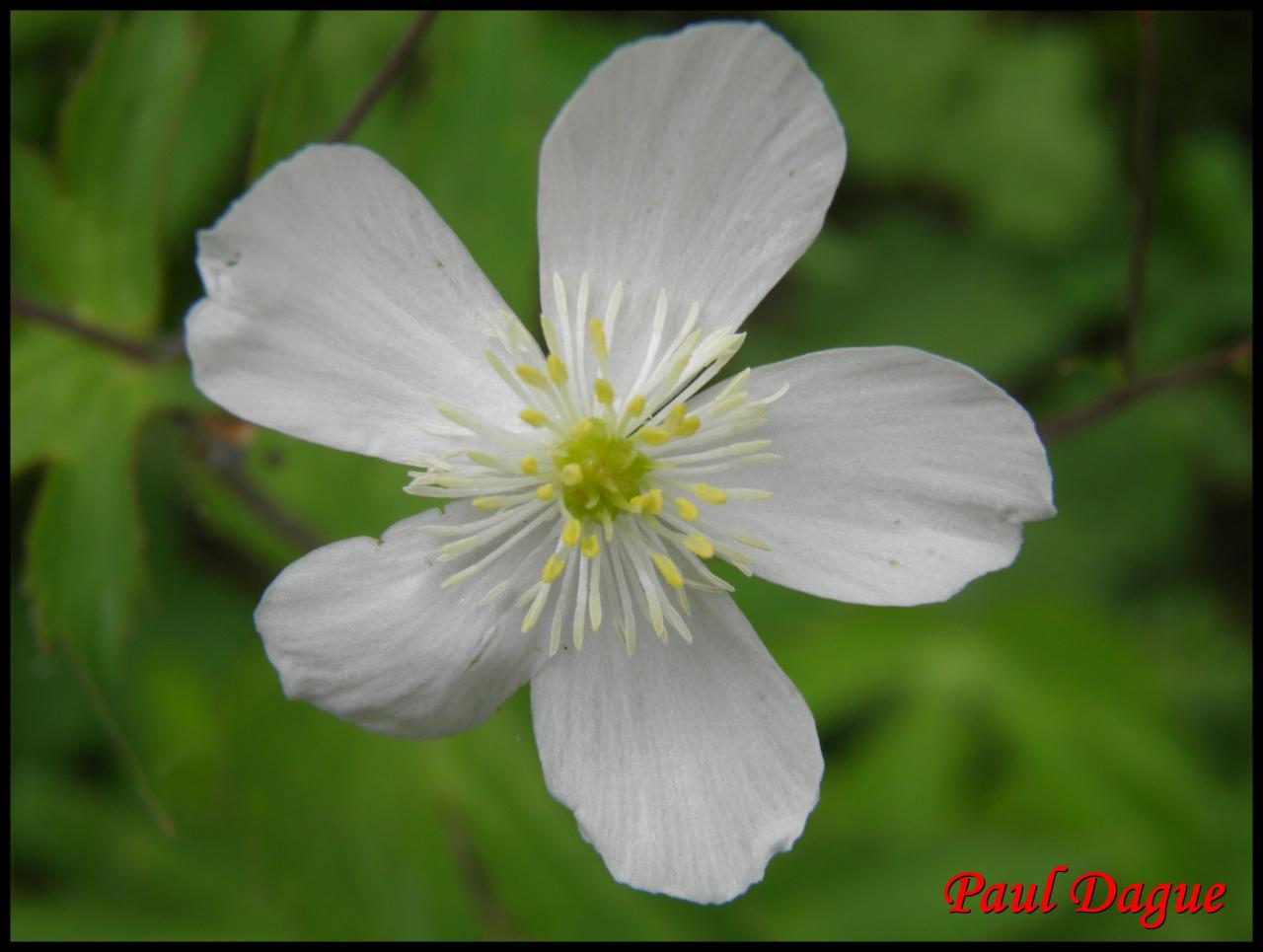 renoncule à feuilles de platane-ranunculus platanifolius-ranunculacée