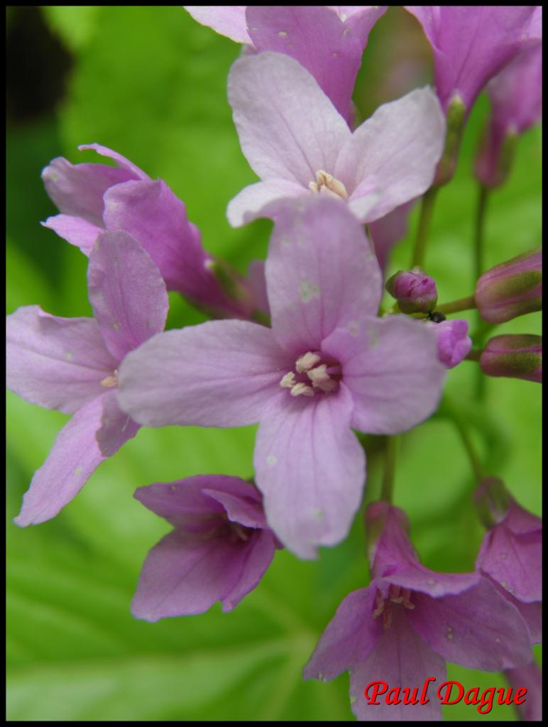 dentaire à 5 folioles-cardamine pentaphyllos-brassicacée