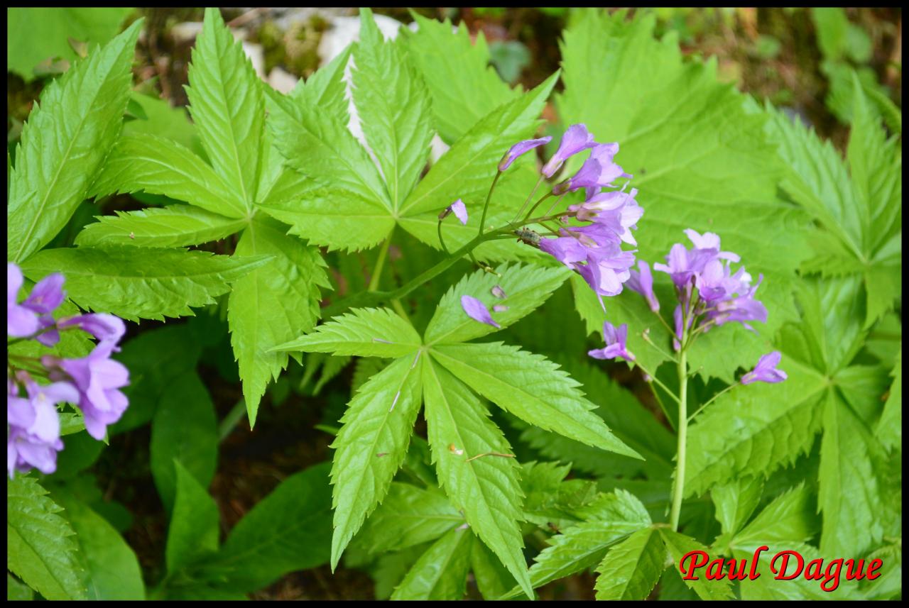 dentaire à 5 folioles-cardamine pentaphyllos-brassicacée