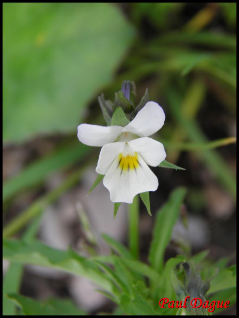 pensée des champs-viola arvensis-violacée