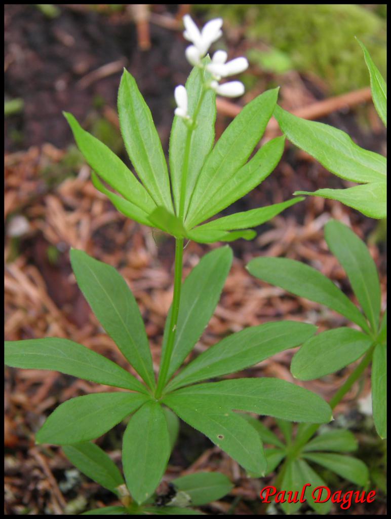 gaillet odorant-galium odoratum-rubiacée